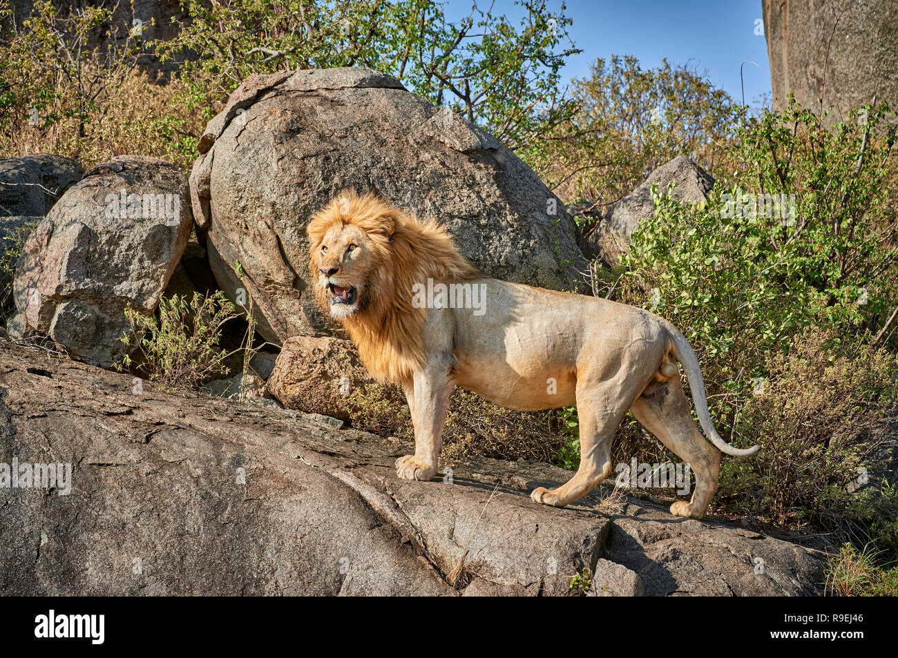 Maschio enorme Lion su un kopje, Serengeti National Park, sito patrimonio mondiale dell'UNESCO, Tanzania Africa Foto Stock