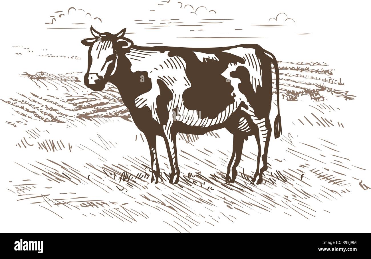 Mucca pascolare nel prato. Il latte, la carne bovina logo o etichetta. Vintage vettore di disegno Illustrazione Vettoriale