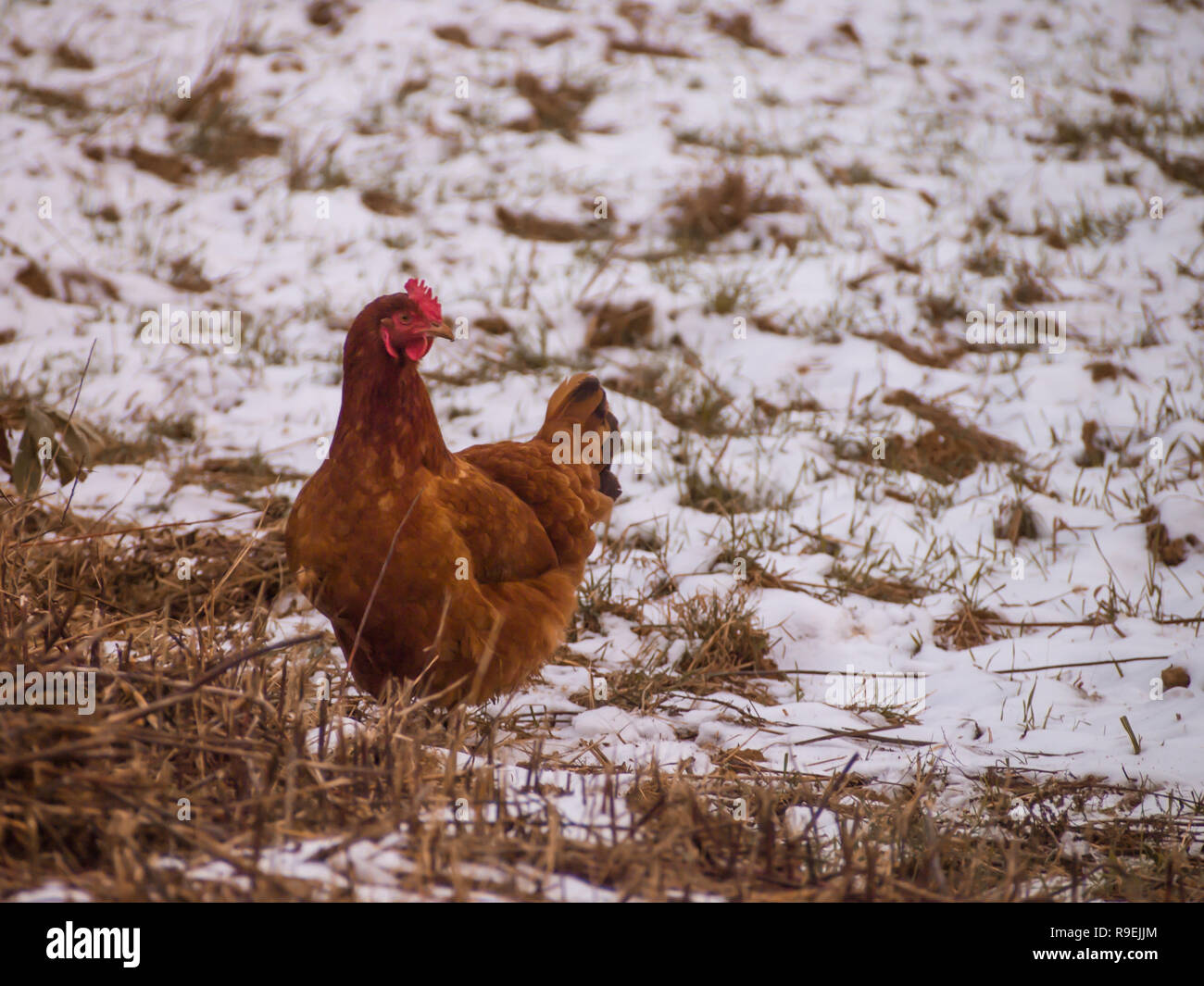 La Rooster nel cortile coperto di neve Foto Stock