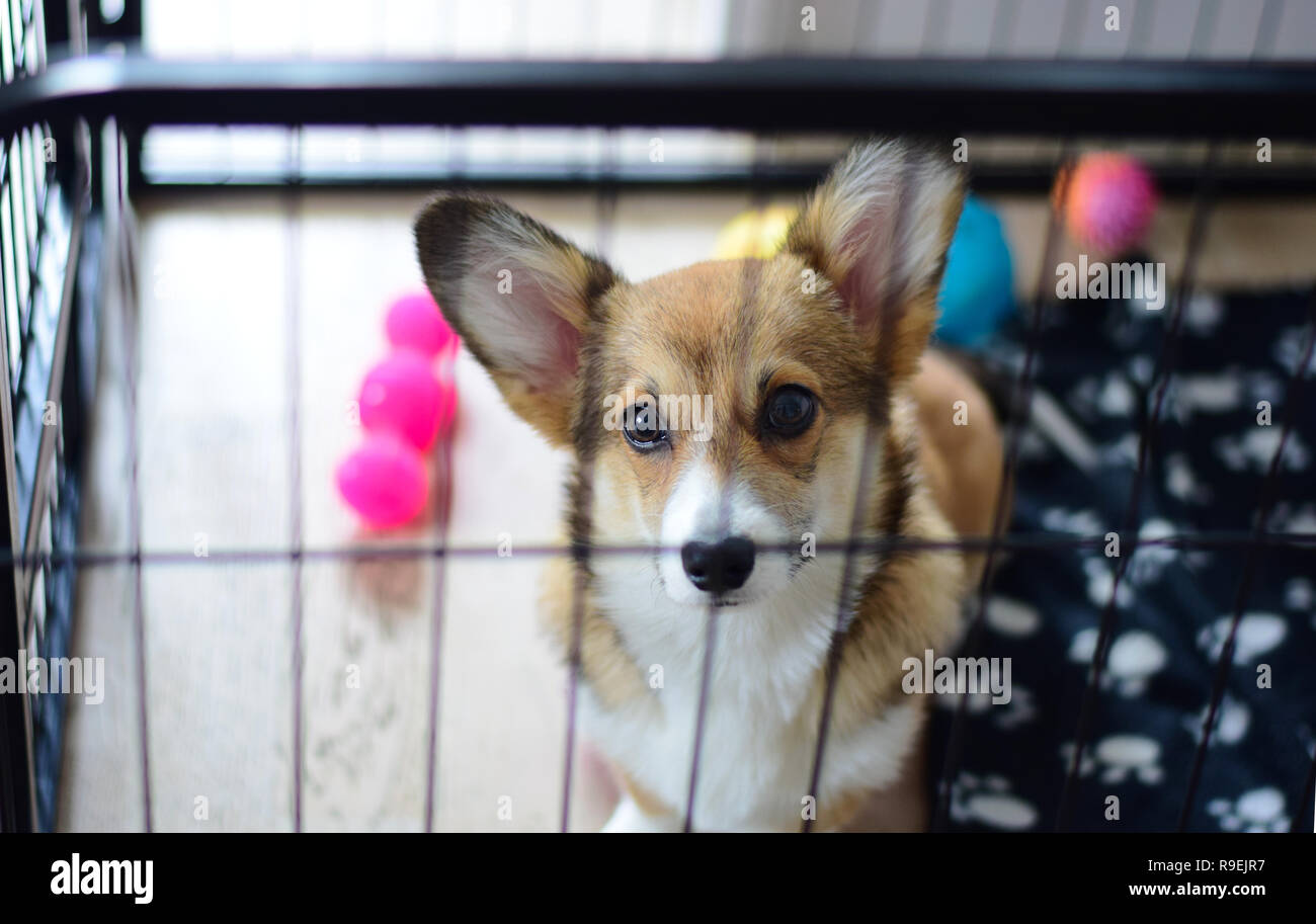 Welsh corgi pembroke cucciolo di cane seduto in una cassa durante un crate formazione Foto Stock