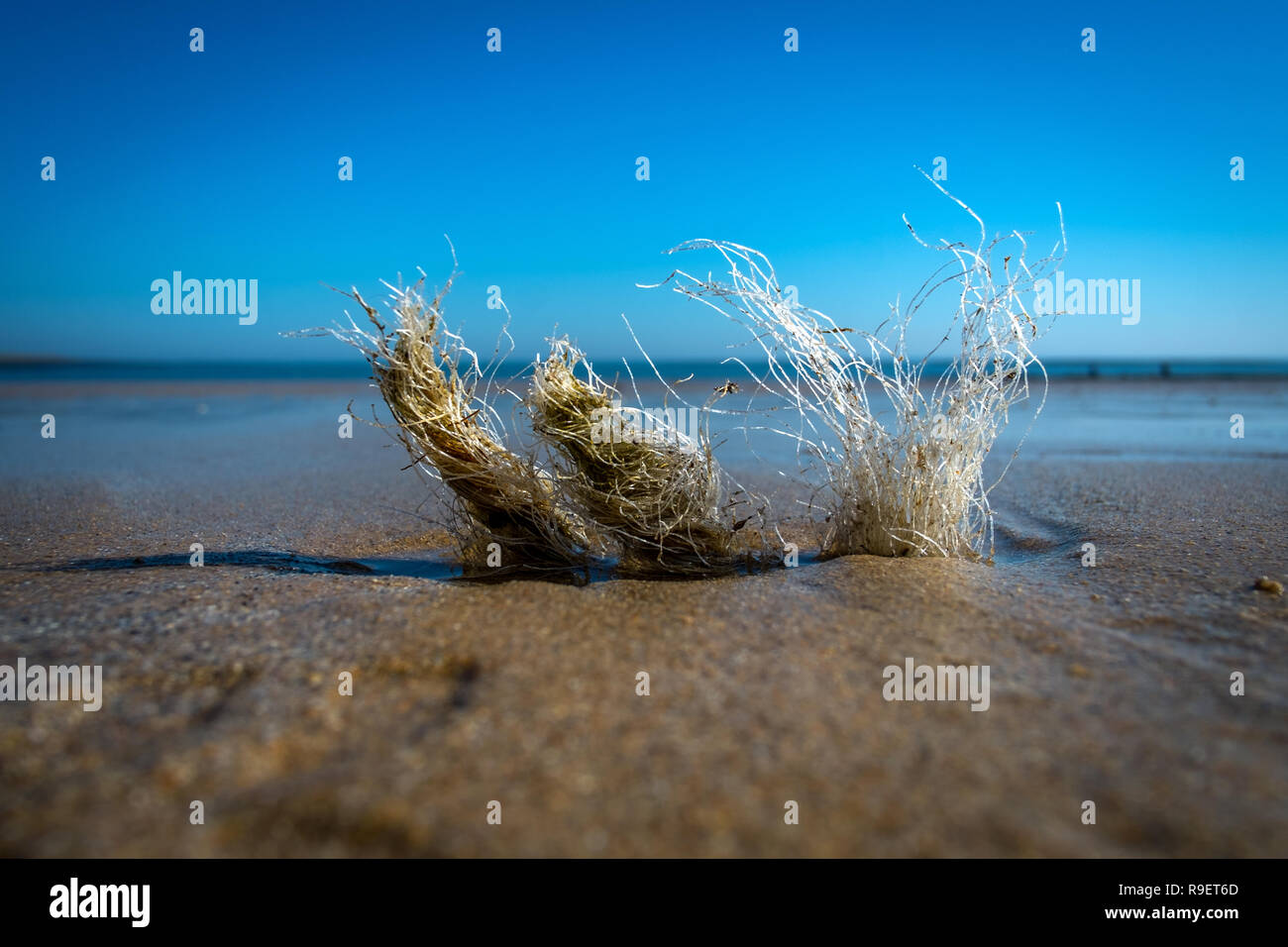 Oggetti in plastica lavati fino in spiaggia o in strada Foto Stock