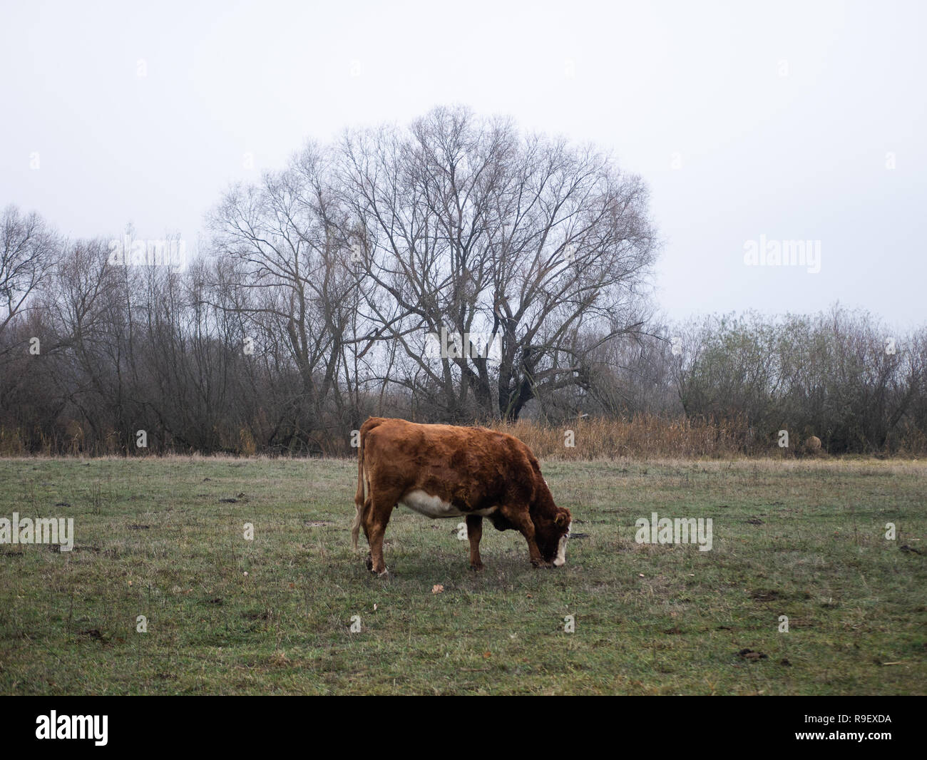 Le mucche sono in piedi e mangiare su un campo / prateria Foto Stock