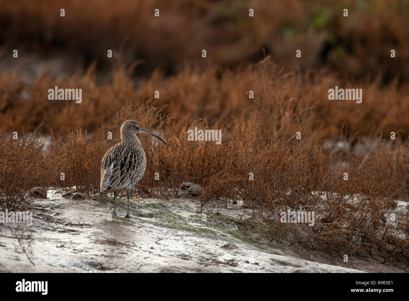 Eurasian Curlew(Numenius arquata) alimentazione sulle barene a Thornham, Norfolk, Regno Unito Foto Stock