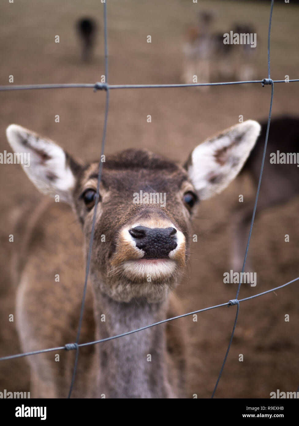 Un cervo è mangiare una boccola Foto Stock