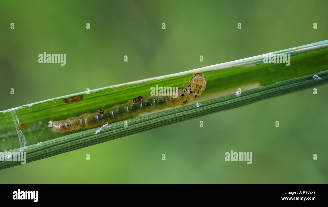 Riso leaffolder larva all'interno della foglia Foto Stock