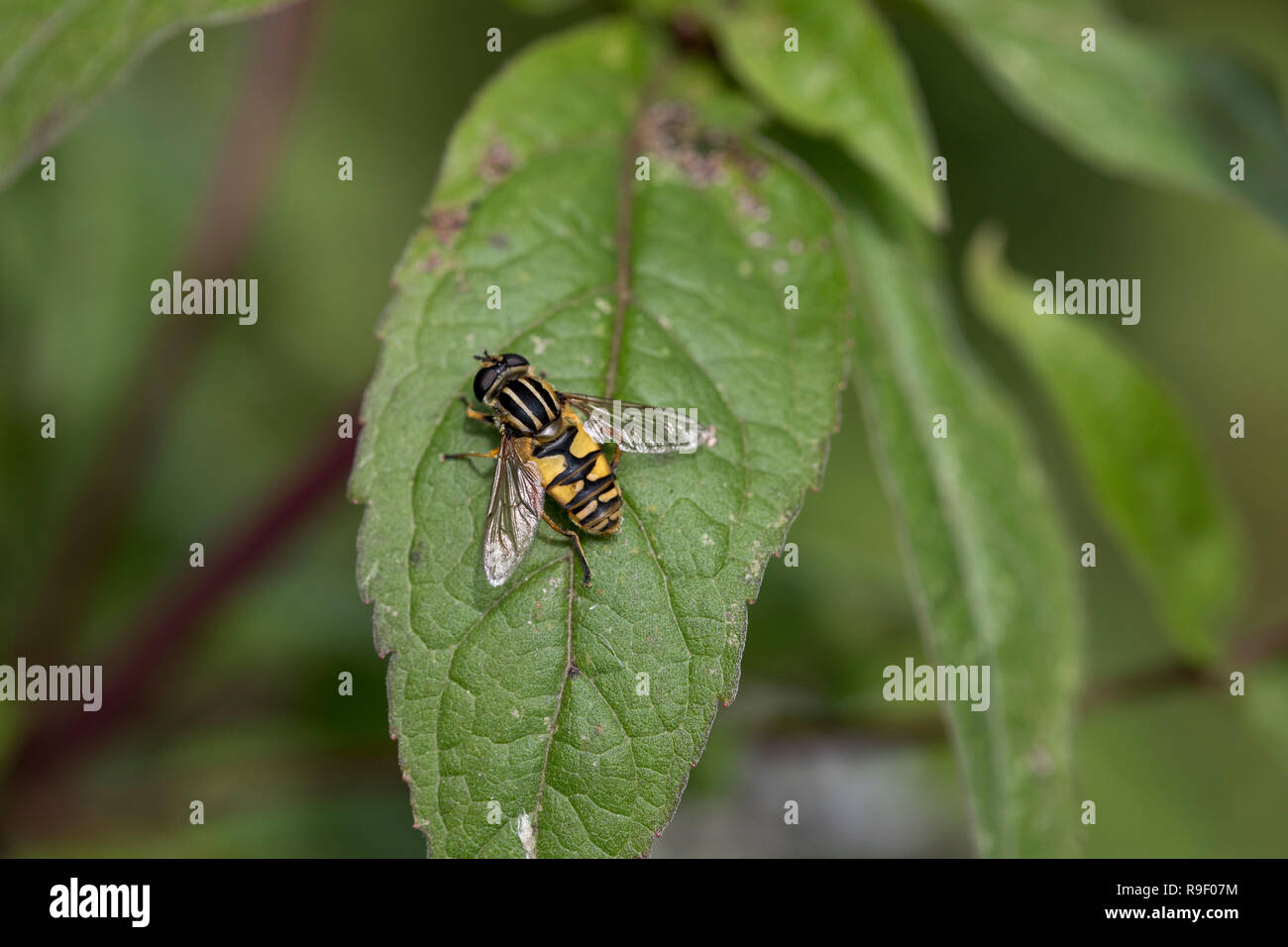 Hoverfly il calciatore; Helophilus pendulus singolo su foglia di menta Cornwall, Regno Unito Foto Stock
