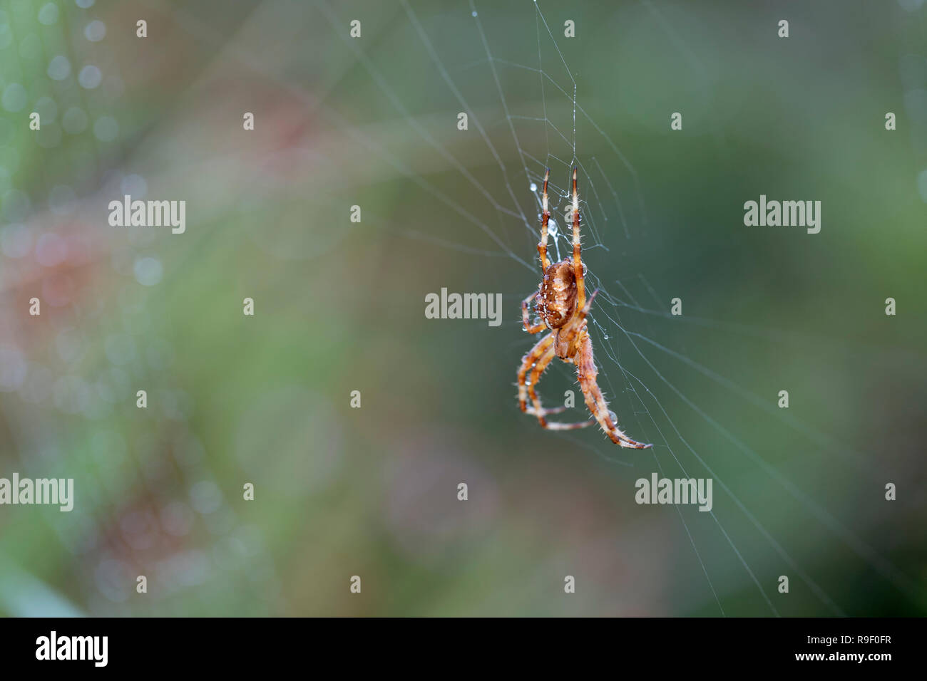 Giardino Spider; Araneus diadematus unico sul Web Cornwall, Regno Unito Foto Stock