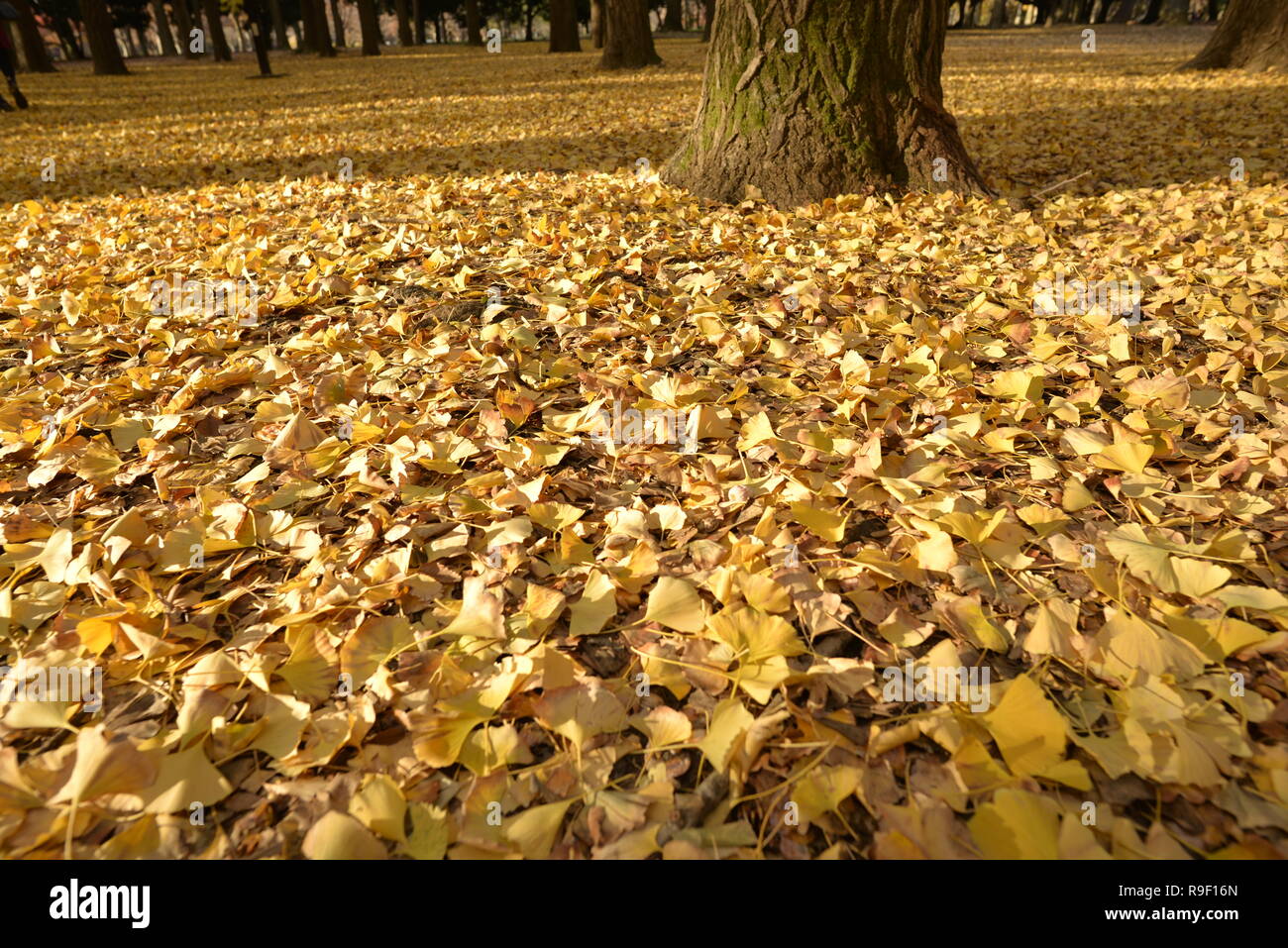 Foglie di autunno a Yoyogi Park, Tokyo, Giappone Foto Stock
