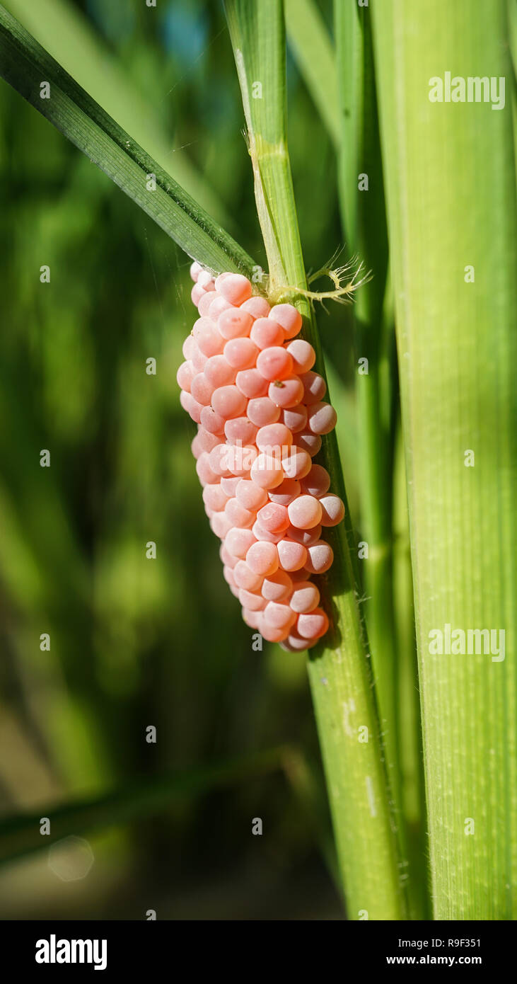 Golden uova di lumaca Apple attaccata alla pianta di riso Foto Stock
