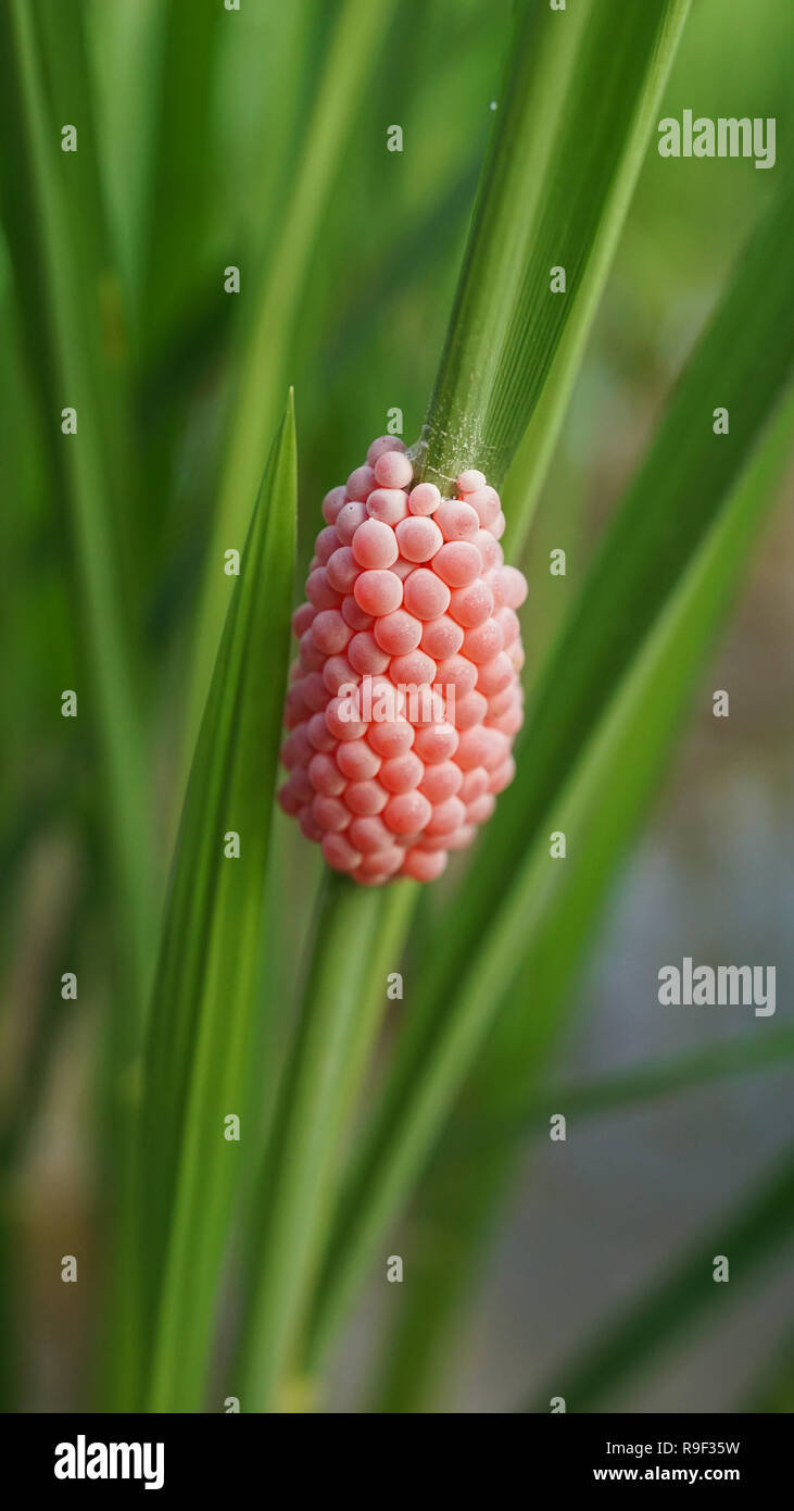 Golden uova di lumaca Apple attaccata alla pianta di riso Foto Stock