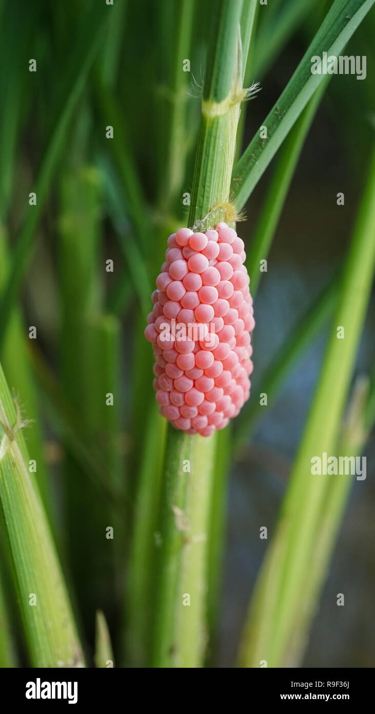 Golden uova di lumaca Apple attaccata alla pianta di riso Foto Stock