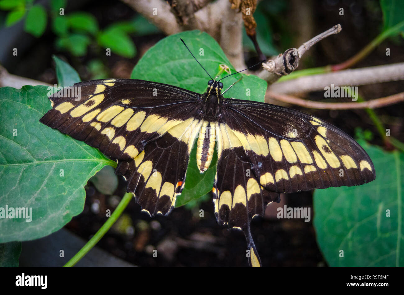 A coda di rondine gigante (Papilio cresphontes) farfalla del parafango anteriore ha banda diagonale delle macchie di colore giallo. Questo campione è mancante di punta la sua sinistra forewing. Foto Stock