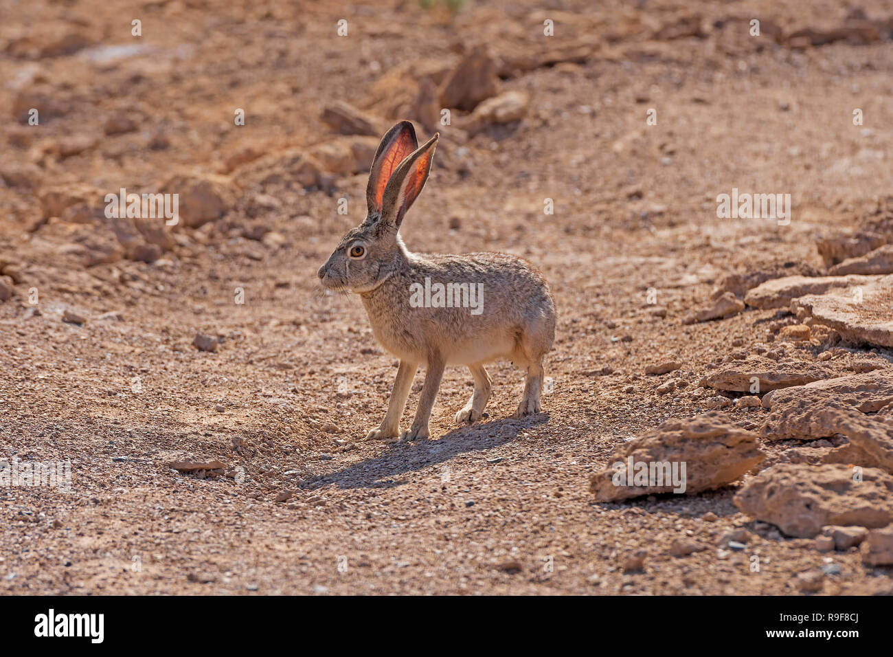 Nero Jackrabbit codato nel deserto di cenere prati National Wildlife Refuge in Nevada Foto Stock