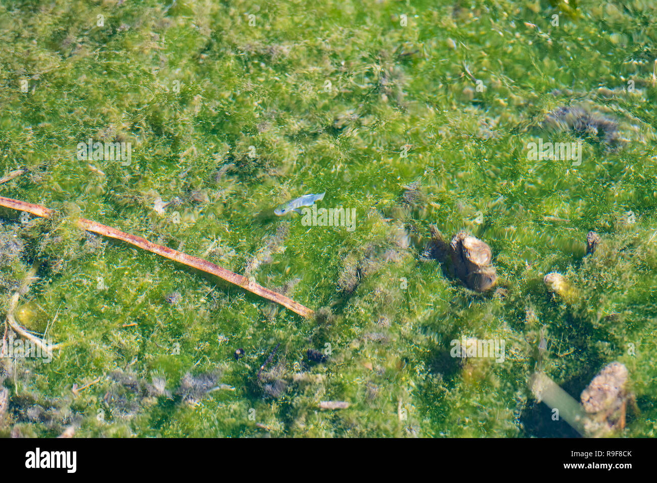 Deserto killi in uno stagno nei prati di cenere National Wildlife Refuge in Nevada Foto Stock