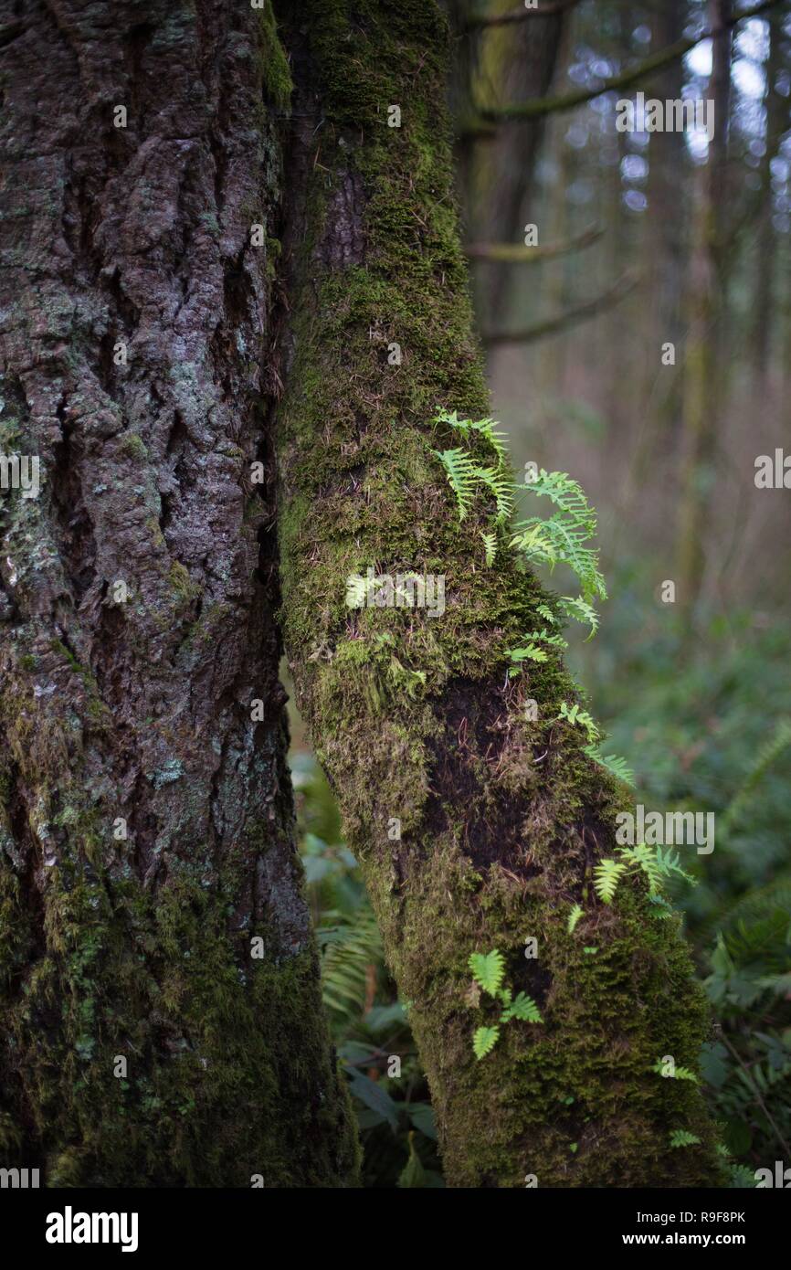 Un albero piegato in un bosco vicino a Eugene, Oregon, Stati Uniti d'America. Foto Stock