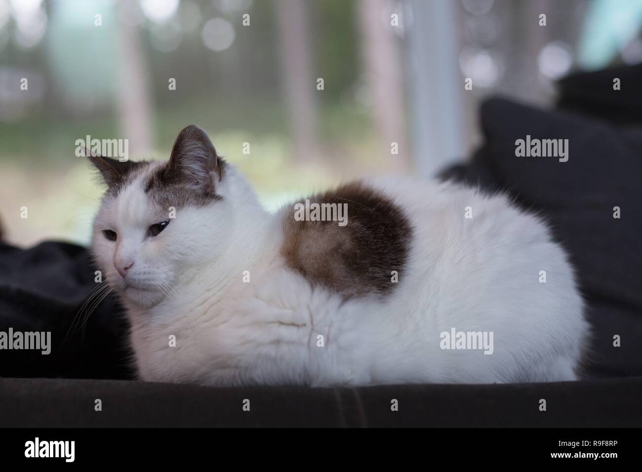 Un gatto sdraiato su un divano. Foto Stock
