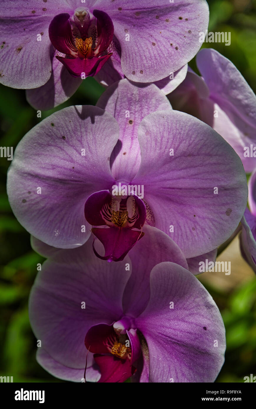 Rosa e viola orchidee da Panama Foto Stock