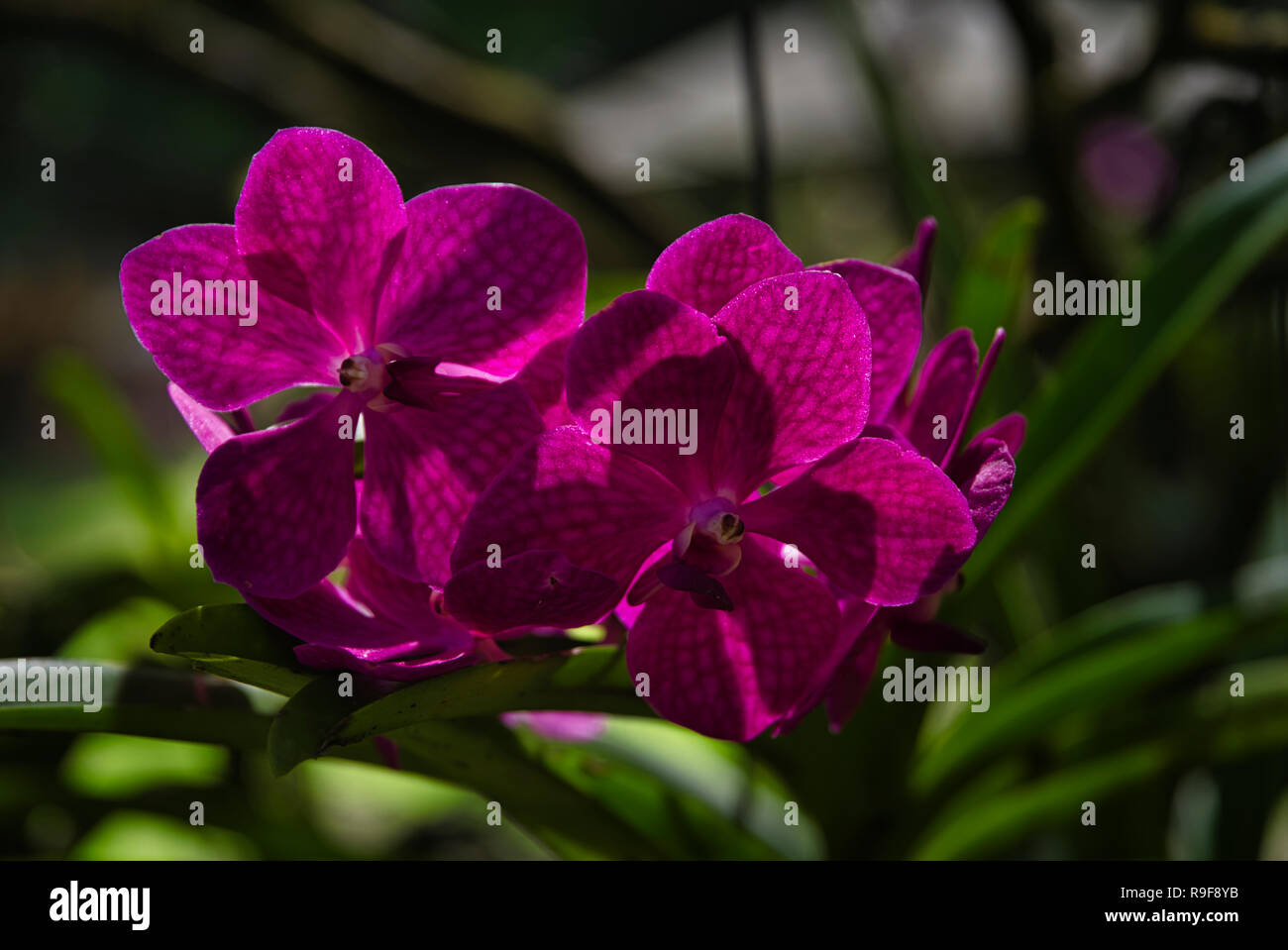 Orchidee dal panama immagini e fotografie stock ad alta risoluzione - Alamy