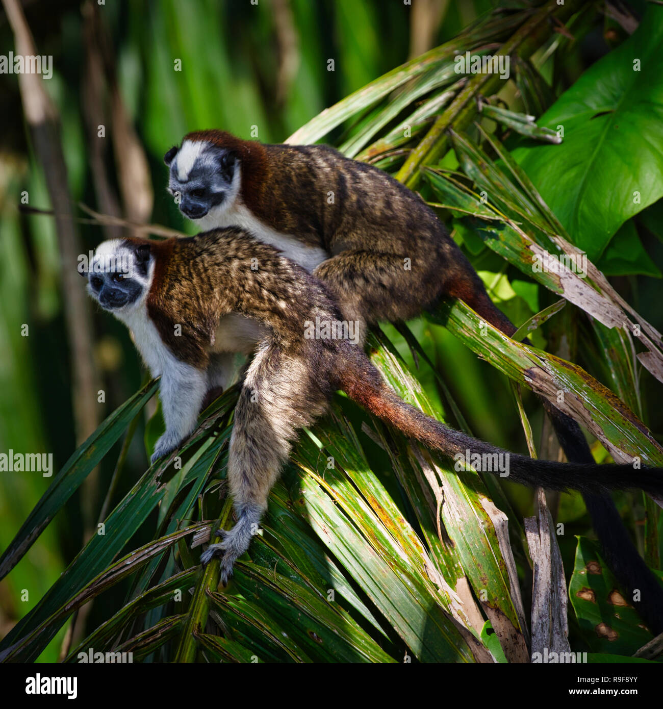 Geoffrey's Tamarin Monkey immagine presa in Panama Parco Nazionale di Soberania Foto Stock