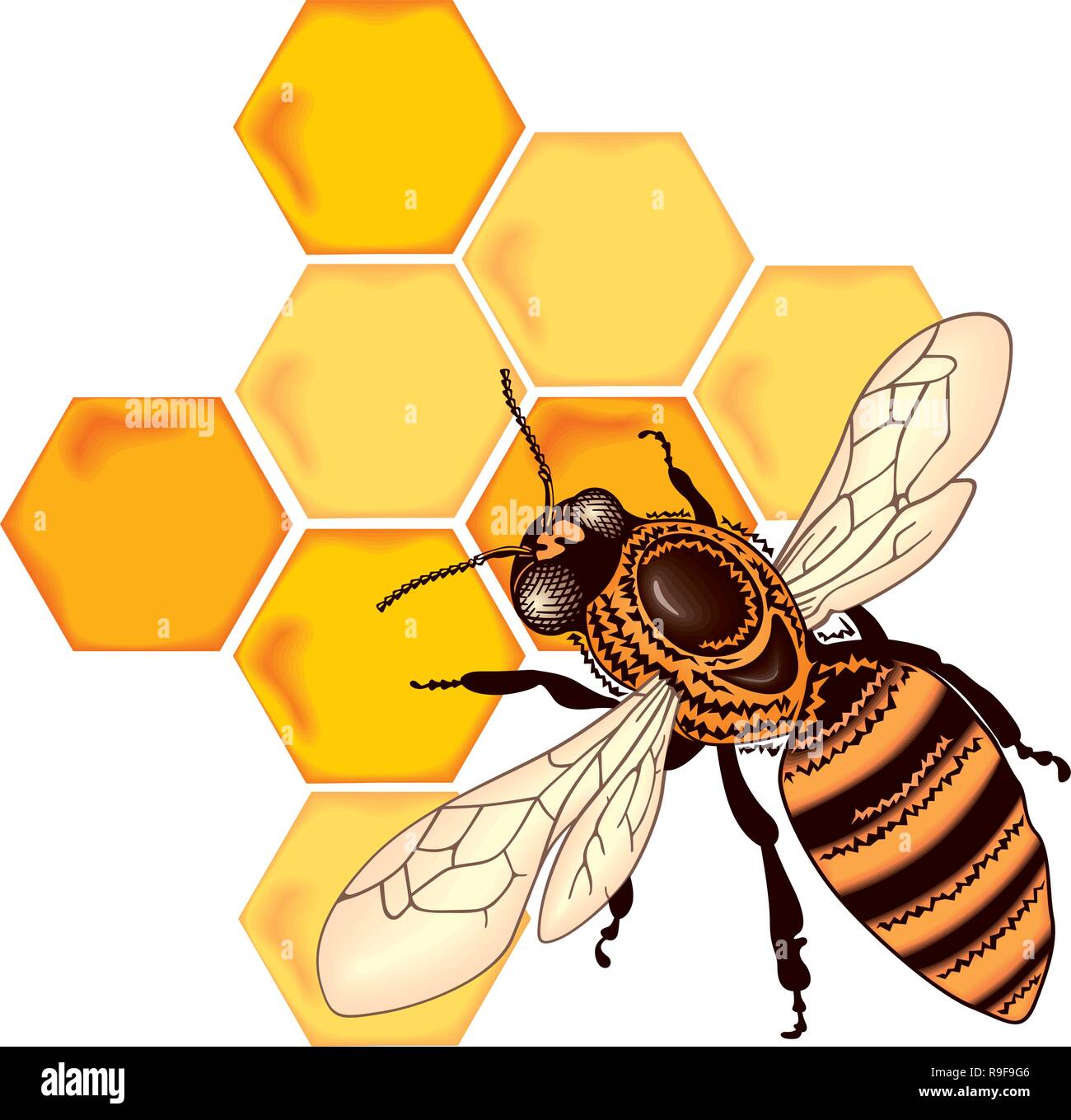 Celle di cera con il dolce miele delle api,vettore - nido isolato su bianco  bavkground,le api ed il miele Vettore, lavorando le api sul favo di  miele,Bumble Bee Miele Clip Immagine e