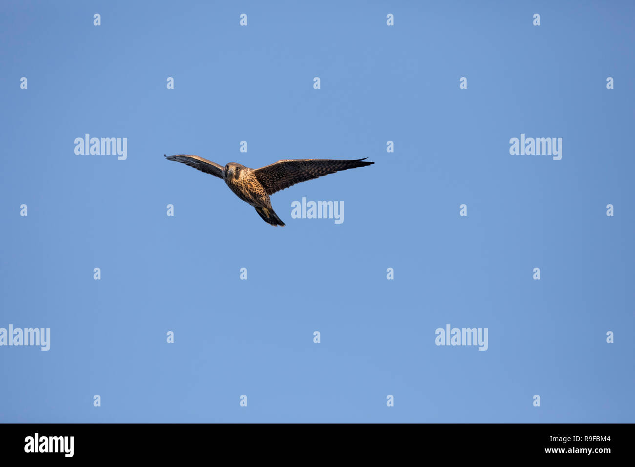 Peregrine; Falco peregrinus unico volo in Cornovaglia; Regno Unito Foto Stock