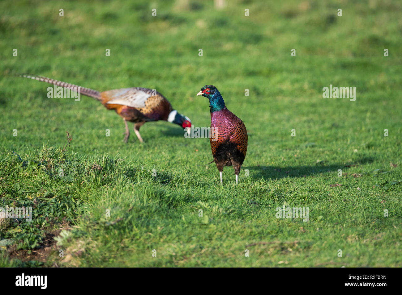 Fagiano; Phasianus colchicus due maschi Cornwall, Regno Unito Foto Stock