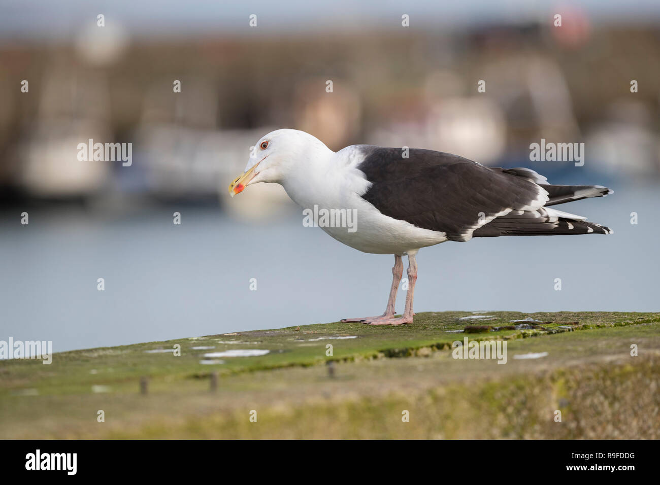 Grande Black Backed Gull; Larus marinus singolo; adulto inverno Cornwall, Regno Unito Foto Stock