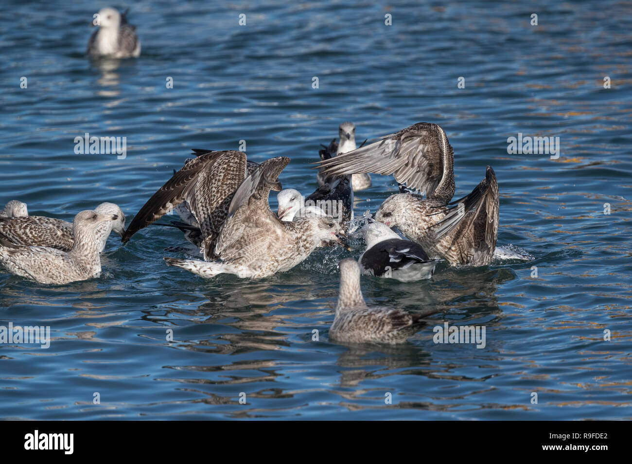 Grande Black Backed Gull; Larus marinus gregge; lotta contro la Cornovaglia; Regno Unito Foto Stock