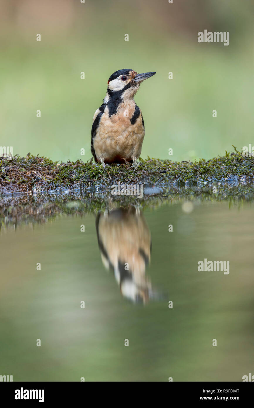 Picchio rosso maggiore; Dendrocopos major singolo pool in Cornovaglia; Regno Unito Foto Stock
