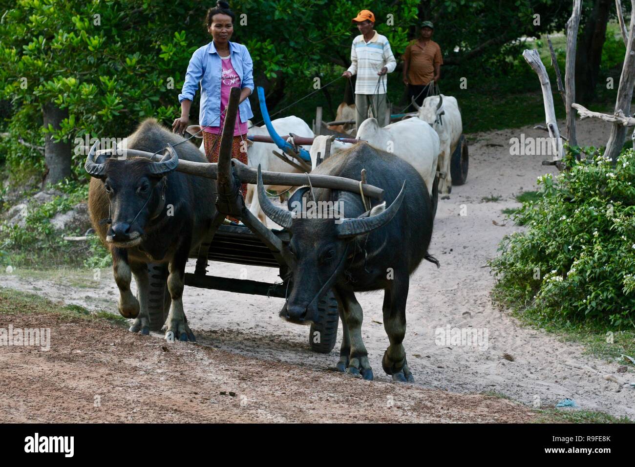 Bufali tirando un carrello in Cambogia Foto Stock