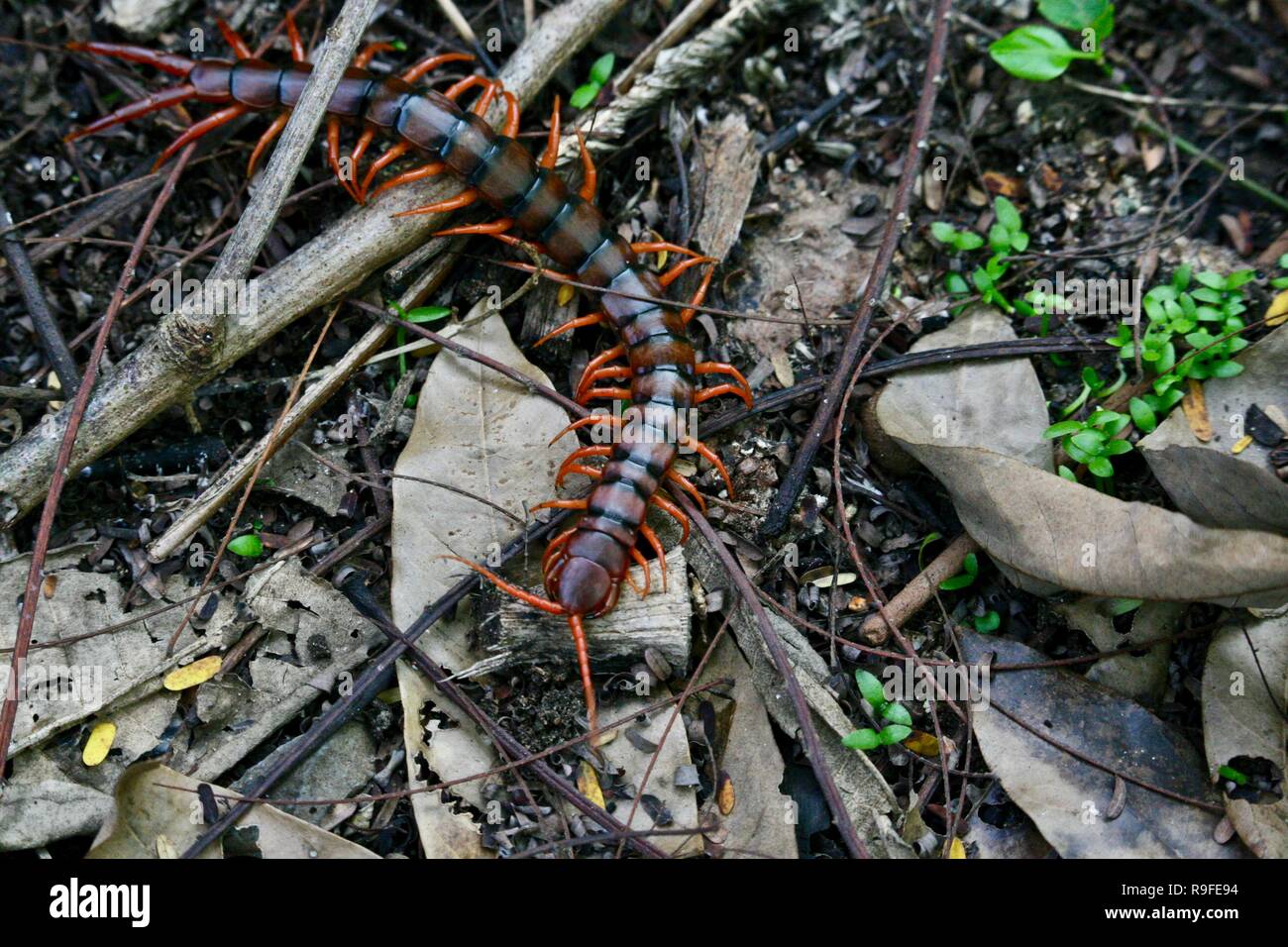 Un centipede strisciare lungo il pavimento della giungla in Cambogia Foto Stock