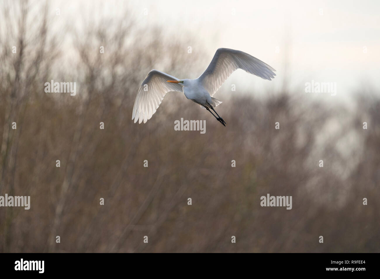 Grande airone bianco; Ardea alba singolo; in volo Somerset, Regno Unito Foto Stock