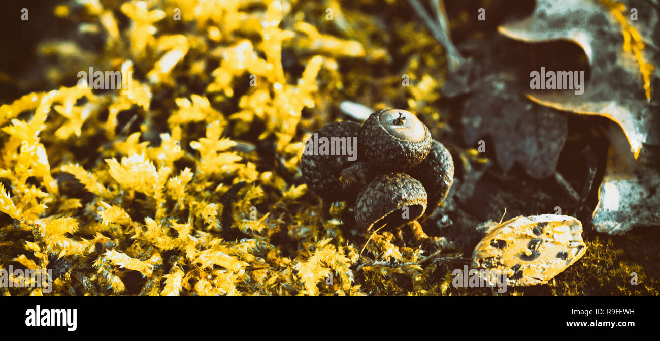 Ghiande di colore giallo sul terreno Foto Stock