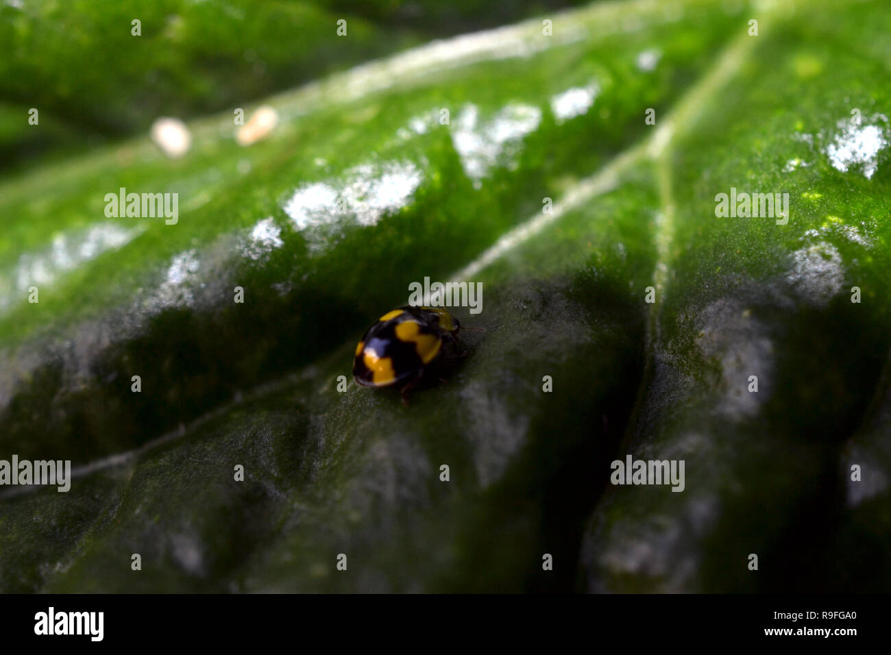 Coccinella giallo su grandi foglie verde Foto Stock