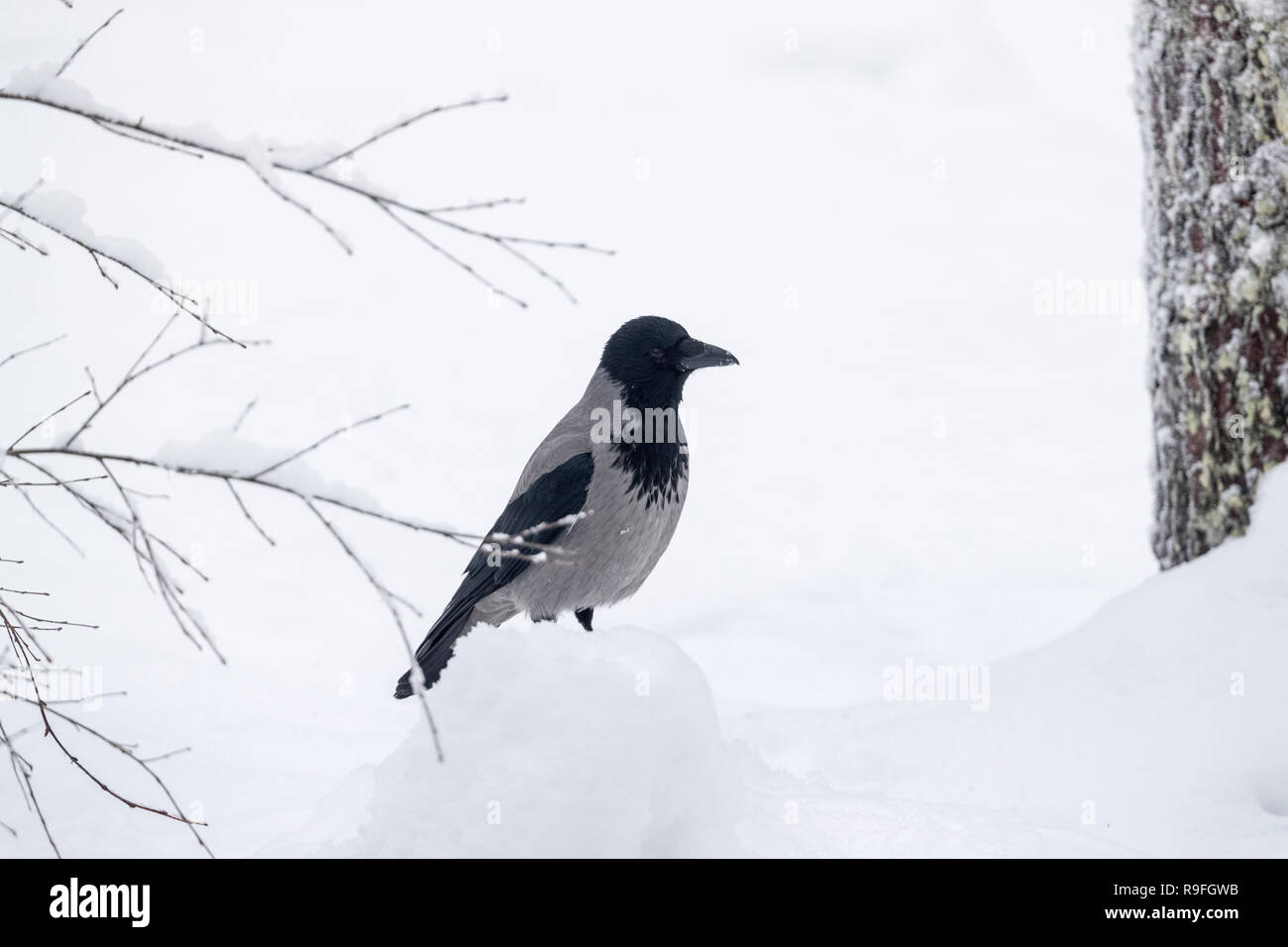 Cornacchia Mantellata; Corvus cornix Finlandia Foto Stock