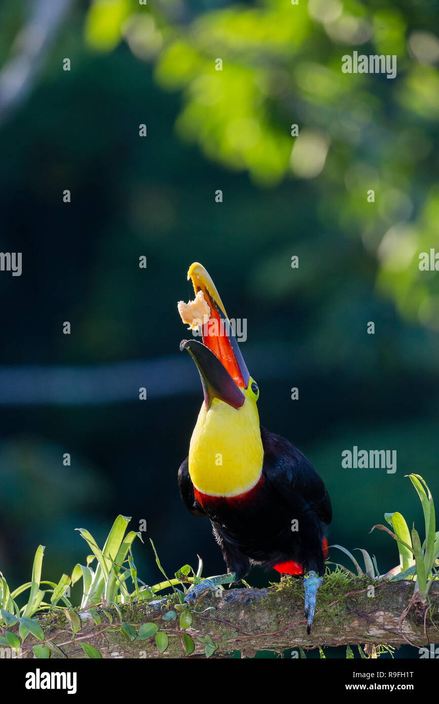 Nero-mandibled (o giallo-throated) toucan nel nord della Costa Rica Foto Stock