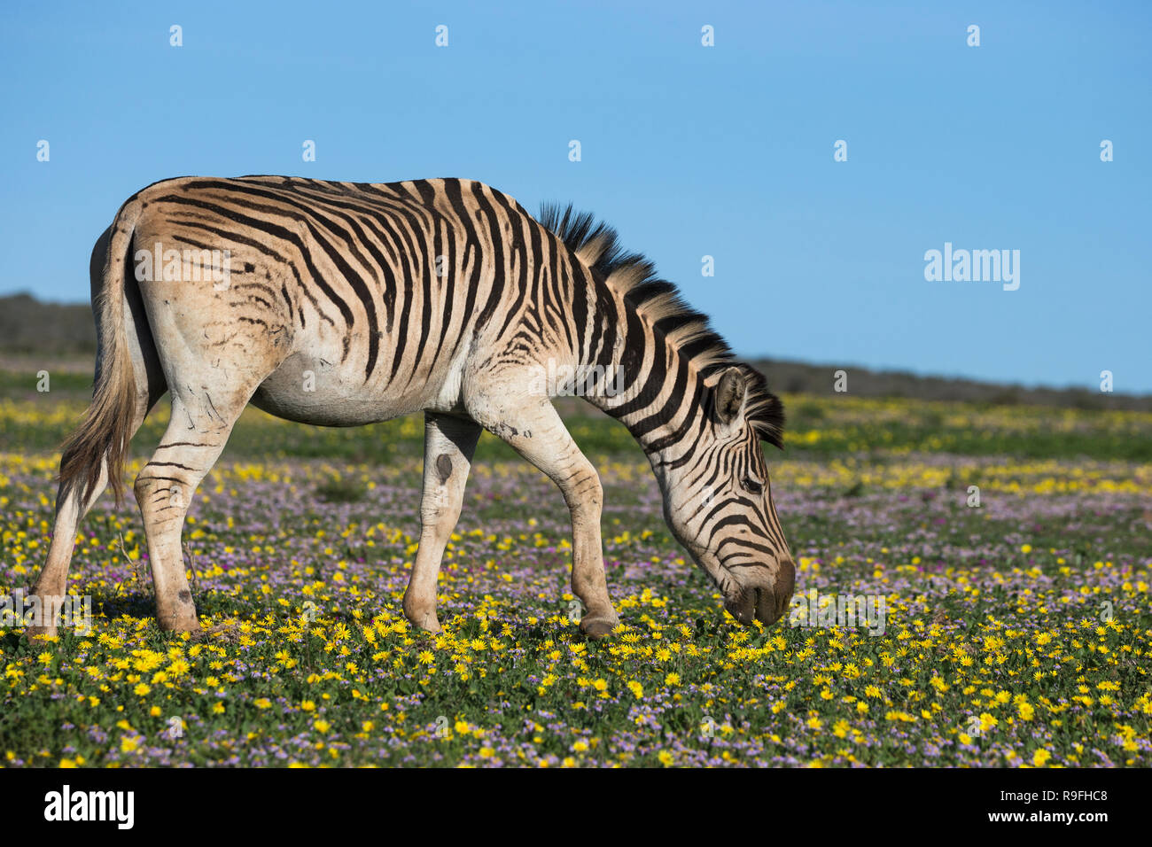 Le pianure zebra (Equus quagga) pascolo di fiori in primavera, Addo Elephant national park, Capo orientale, Sud Africa, Foto Stock