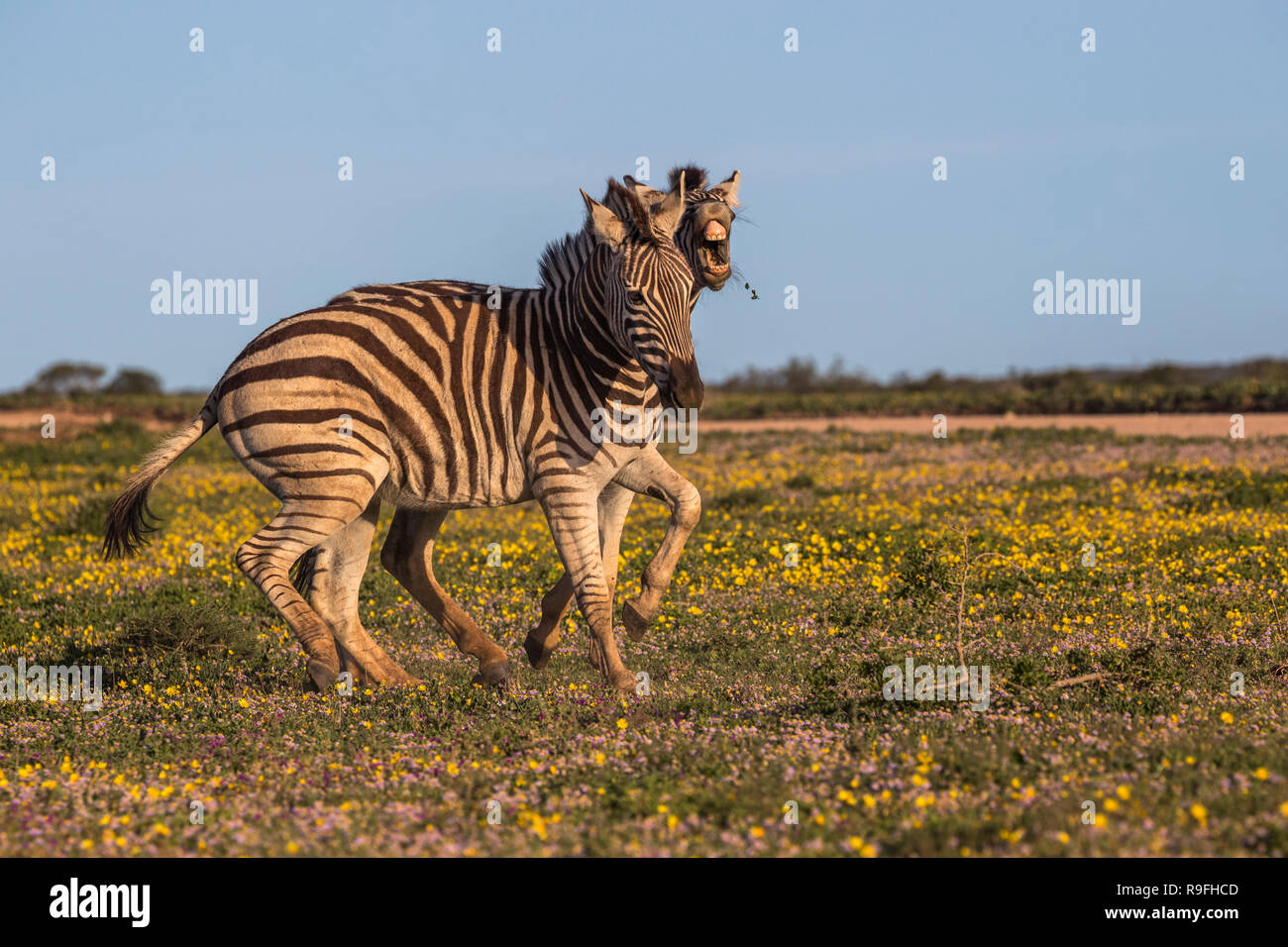 Le pianure zebra (Equus quagga) combattimenti, Addo Elephant national park, Capo orientale, Sud Africa, Foto Stock