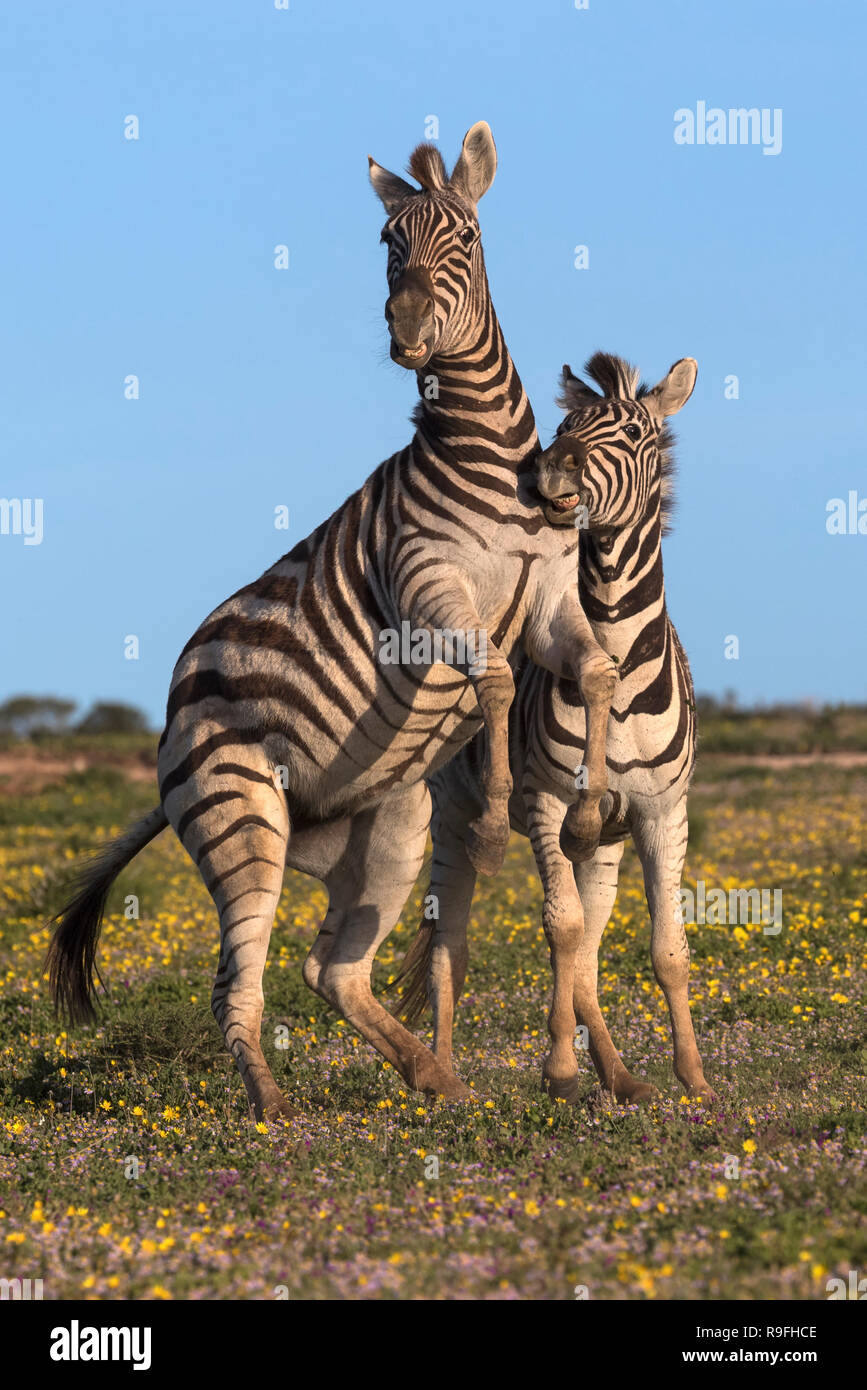 Le pianure zebra (Equus quagga) combattimenti, Addo Elephant national park, Capo orientale, Sud Africa, Foto Stock