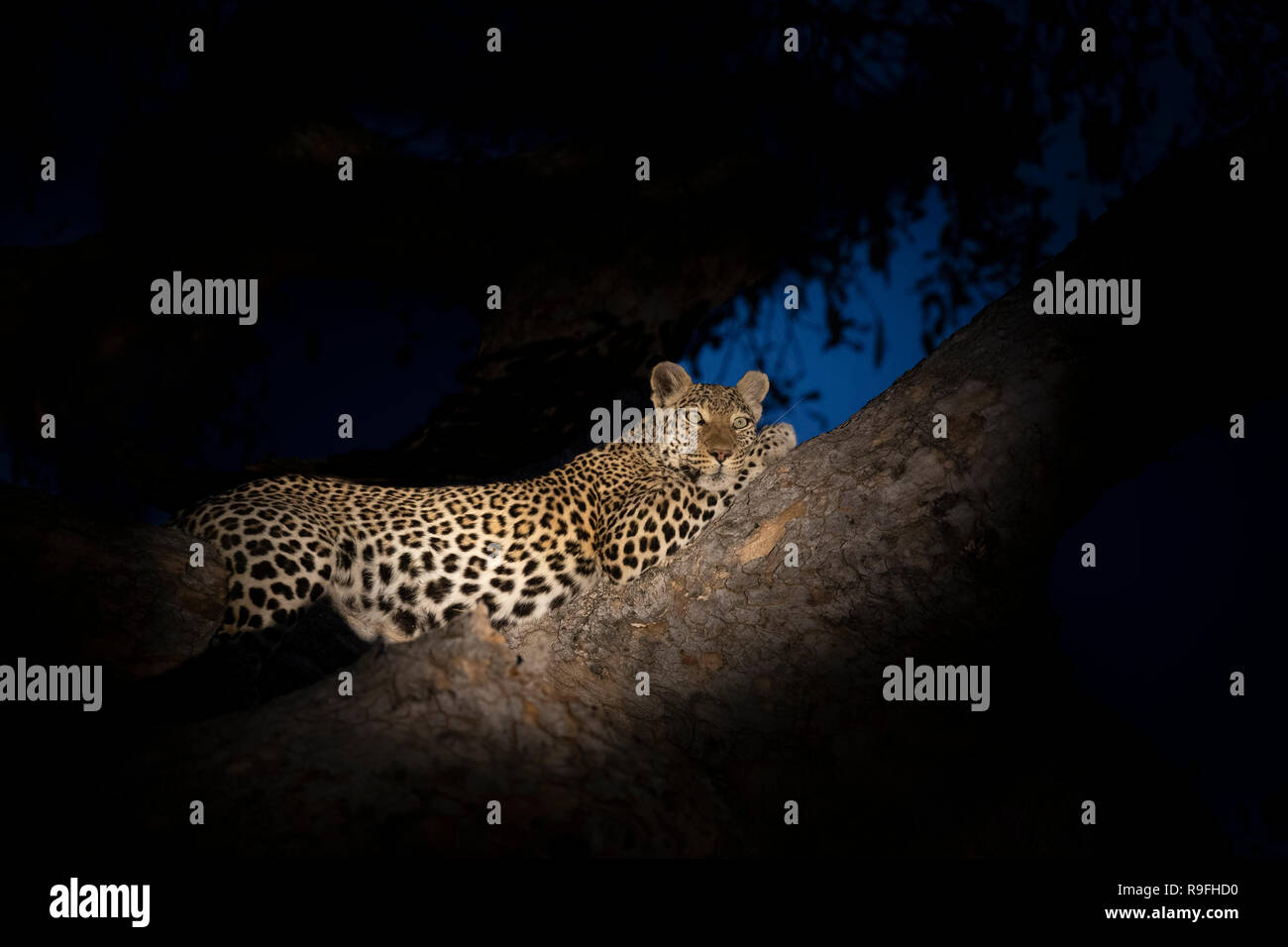 Incinta leopard (Panthera pardus), Khwai conservancy, Botswana, Foto Stock