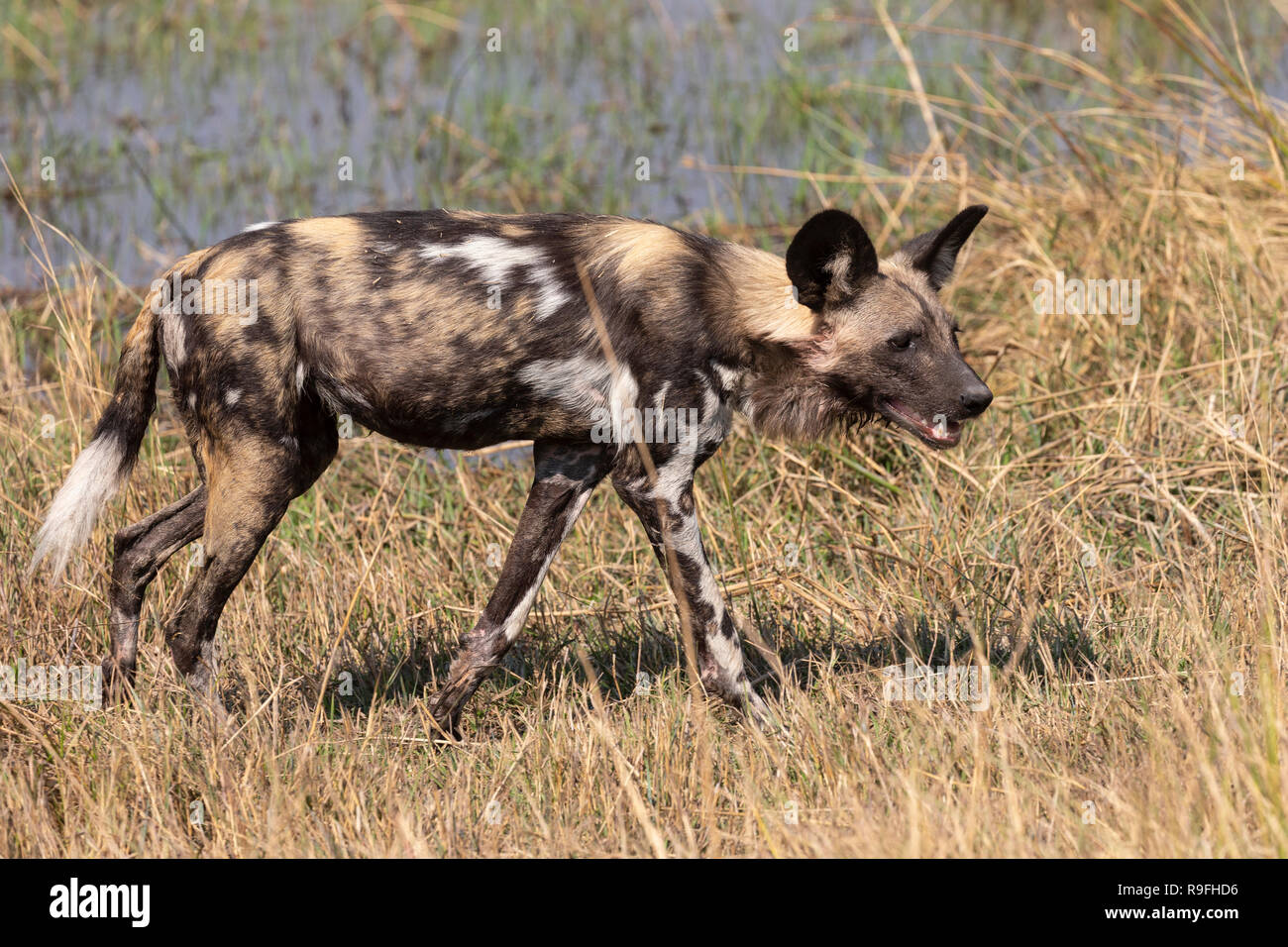 African wild dog (Lycaon pictus), Khwai conservancy, Okavango Delta, Botswana Foto Stock