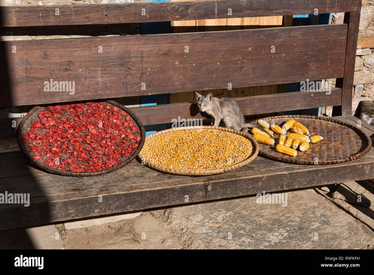 Gatto, mais e peperoni essiccazione lungo il sentiero per il Campo Base Everest, Khumbu, in Nepal Foto Stock