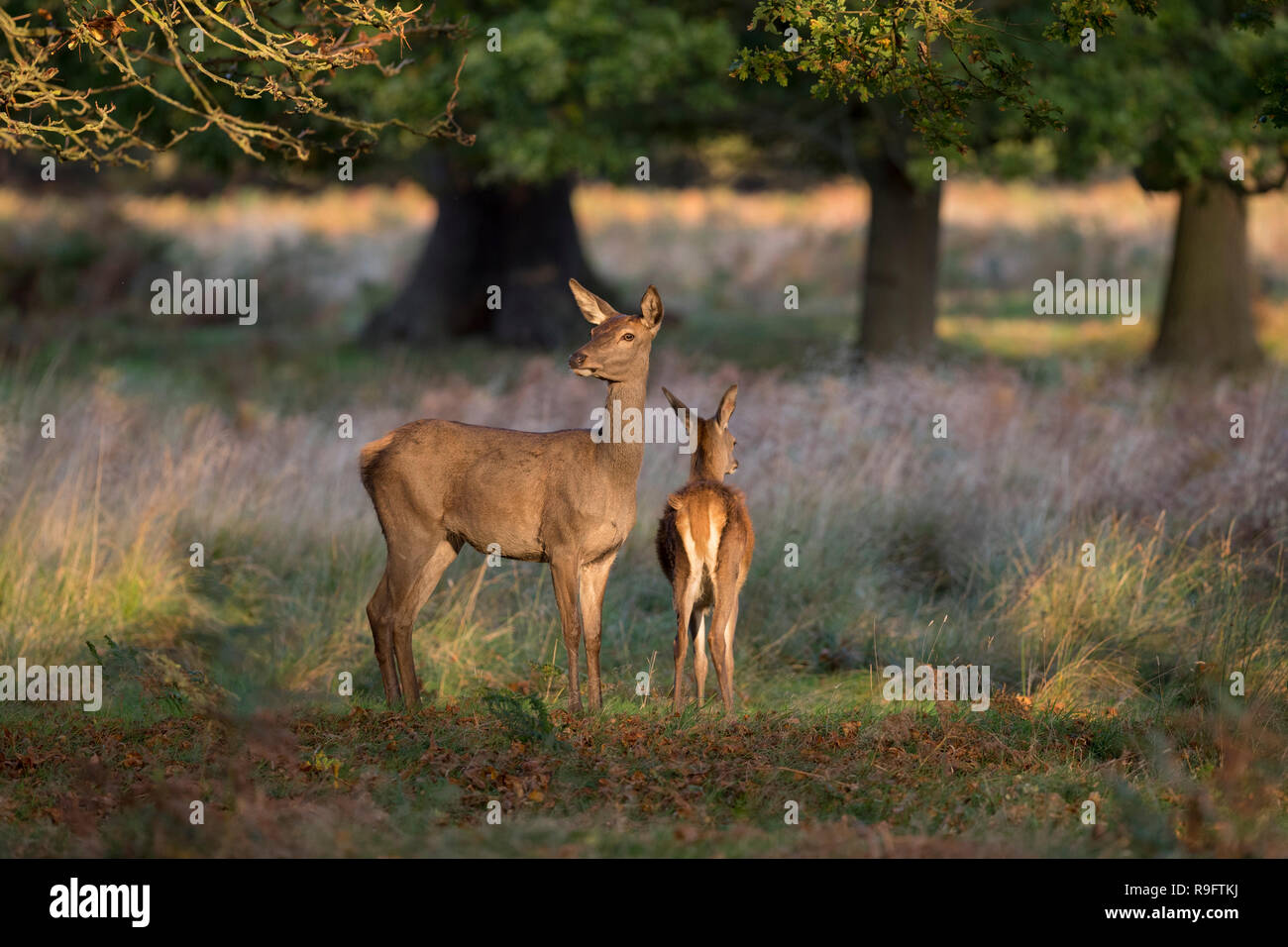 Red Deer; Cervus elaphus singolo Hind e Fawn Londra; Regno Unito Foto Stock