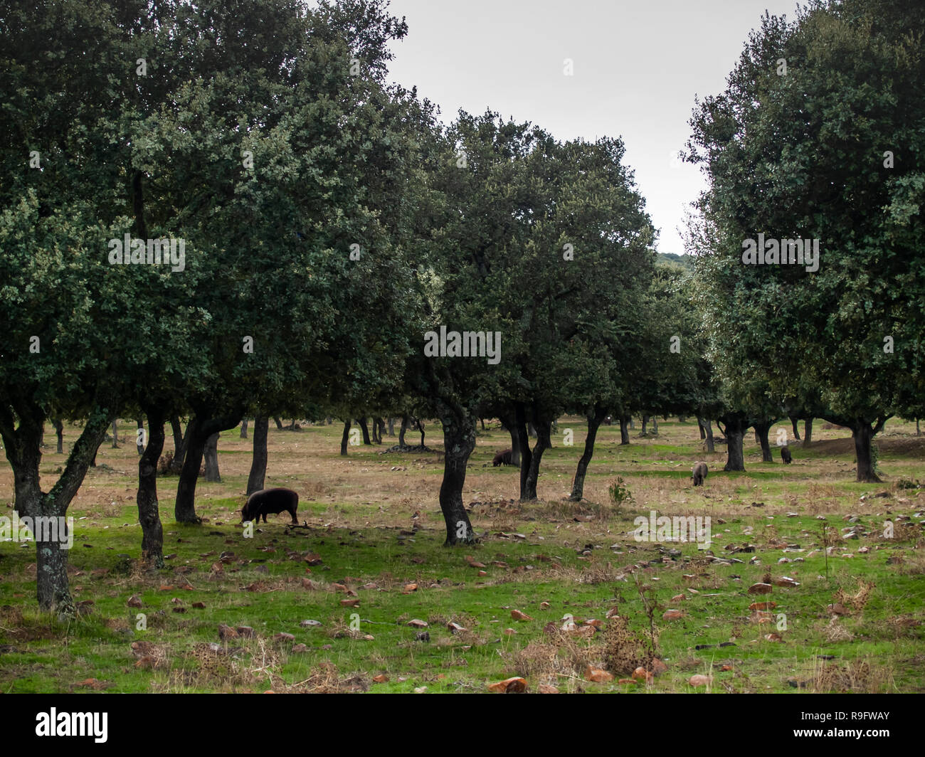 I suini di razza iberica di pascoli e di mangiare ghiande nella dehesa in Salamanca, Spagna Foto Stock