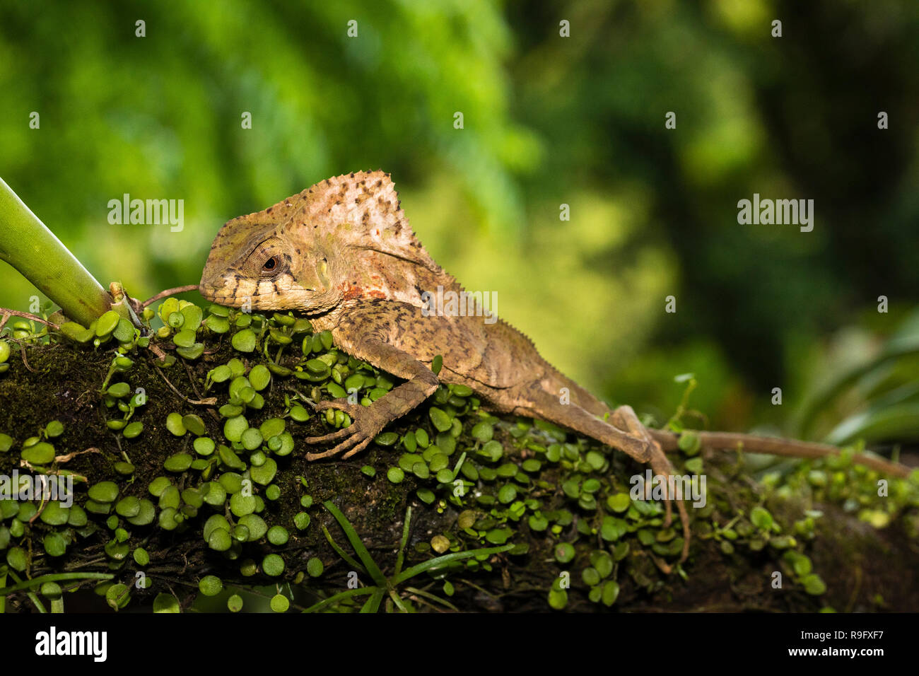 Helmeted basilisk lizard in Arenal area di Costa Rica Foto Stock