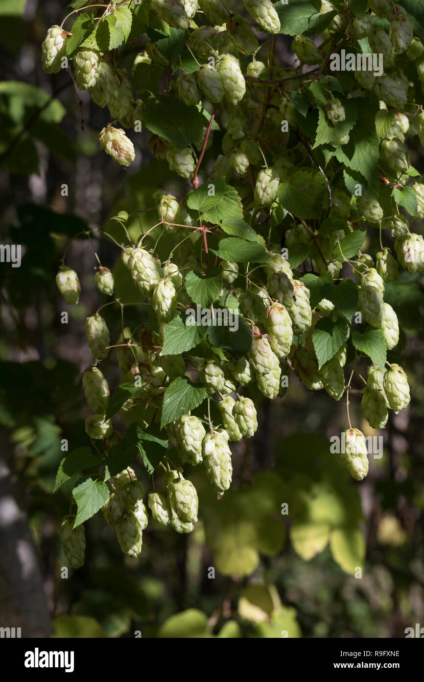 Hopfen, Hopfenzapfen, Gewöhnlicher Hopfen, Echter su Hopfen, Humulus lupulus, comune, Hop Hop, luppolo, Le Houblon, Le houblon grimpant Foto Stock Hopfen, Hopfenzapfen, Gewöhnlicher Hopfen, Echter su Hopfen, Humulus lupulus, comune, Hop Hop, luppolo, Le Houblon, Le houblon grimpant Foto Stock