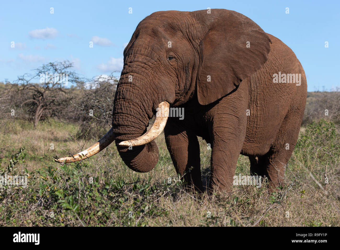 Elefante africano bull (Loxodonta africana), Zimanga riserva privata, KwaZulu-Natal, Sud Africa Foto Stock