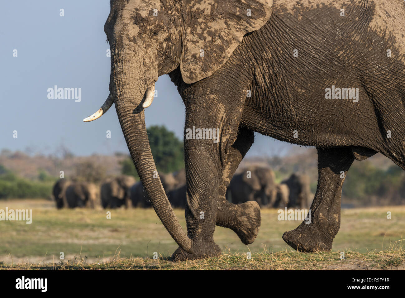 Elefante africano (Loxodonta africana), il fiume Chobe, Botswana, Foto Stock