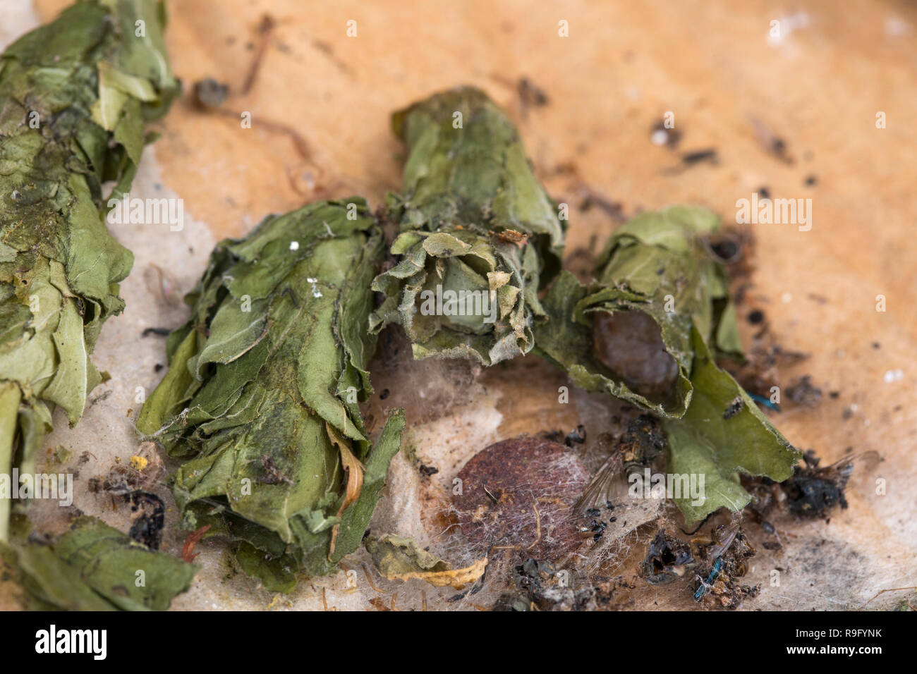 Leaf Cutter Bee cellule; dal cartone Casa di insetto; Cornovaglia; Regno Unito Foto Stock