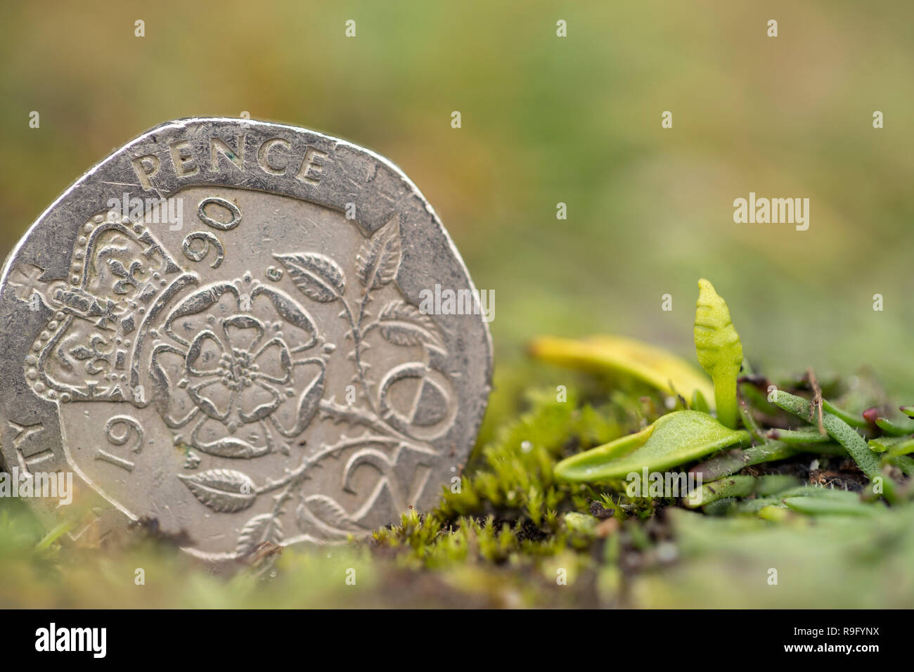 Almeno i sommatori linguetta Fern; Ophioglossum vulgatum Spike accanto a 20p pezzo Isole Scilly; Regno Unito Foto Stock